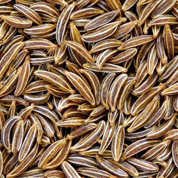 Кумин (зира) (cumīnum Cymīnum)