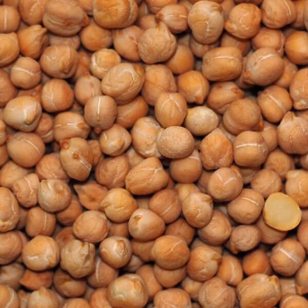 Нут (cicer Arietinum)