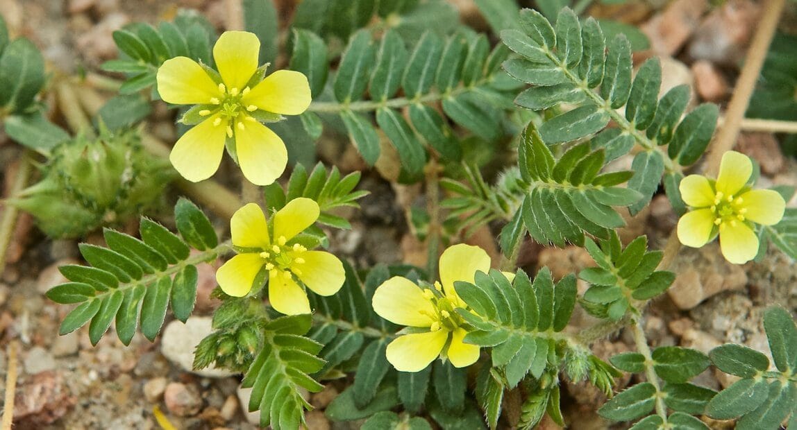 Гокшуради гуггулу – показания, использование и побочные эффекты