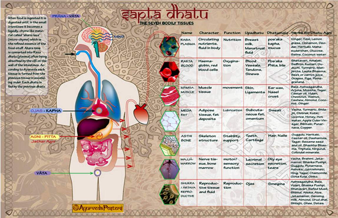 Основы Аюрведы. Дхату – тканевые элементы.