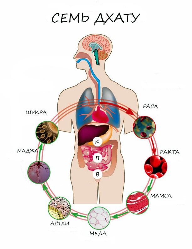 Основы Аюрведы. Дхату – тканевые элементы.