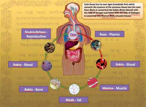 Основы Аюрведы. Дхату – тканевые элементы.
