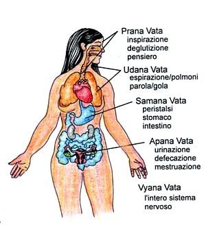 Основы Аюрведы. Субдоши 2 ॐ Бутик ROSA