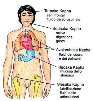 Основы Аюрведы. Субдоши 4 ॐ Бутик ROSA