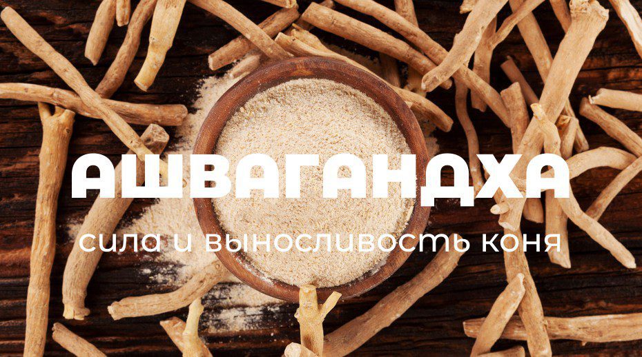Ashvagandha Sila I Vynoslivost Konya 0
