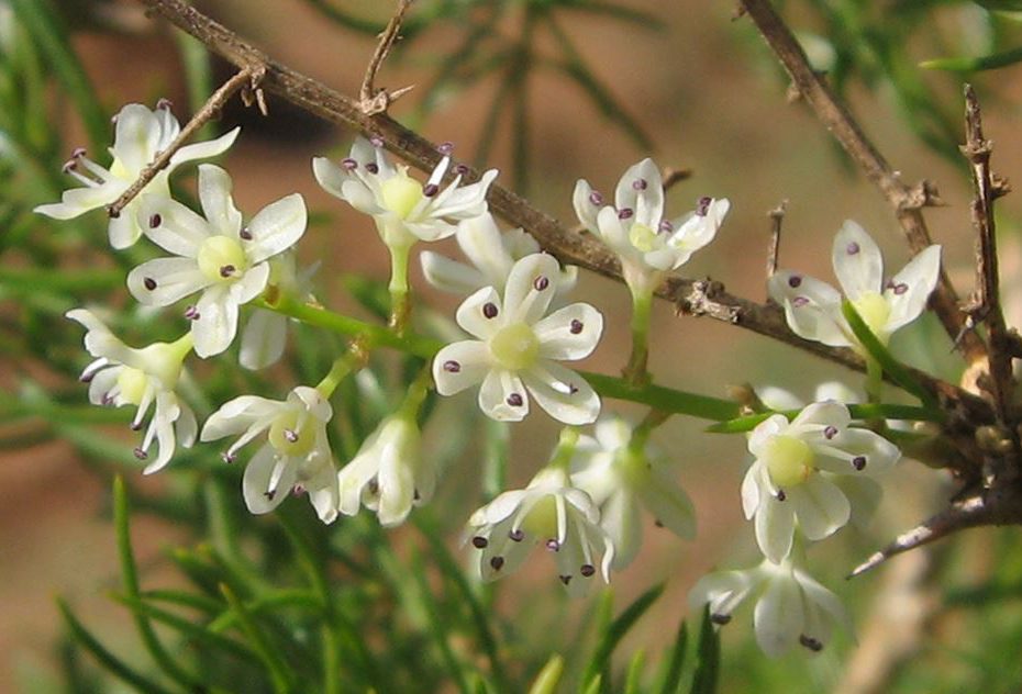 Shatavari Zhenskij Eliksir Zdorovya 3
