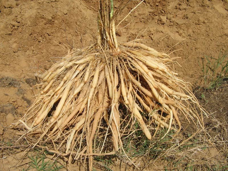 Шатавари - женский эликсир здоровья ॐ Бутик ROSA