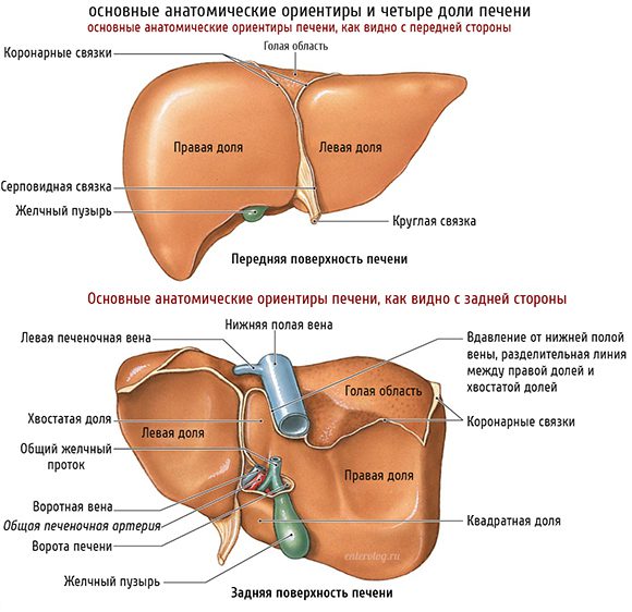Ода печени. Осень - время заботы о главной железе ॐ Бутик ROSA