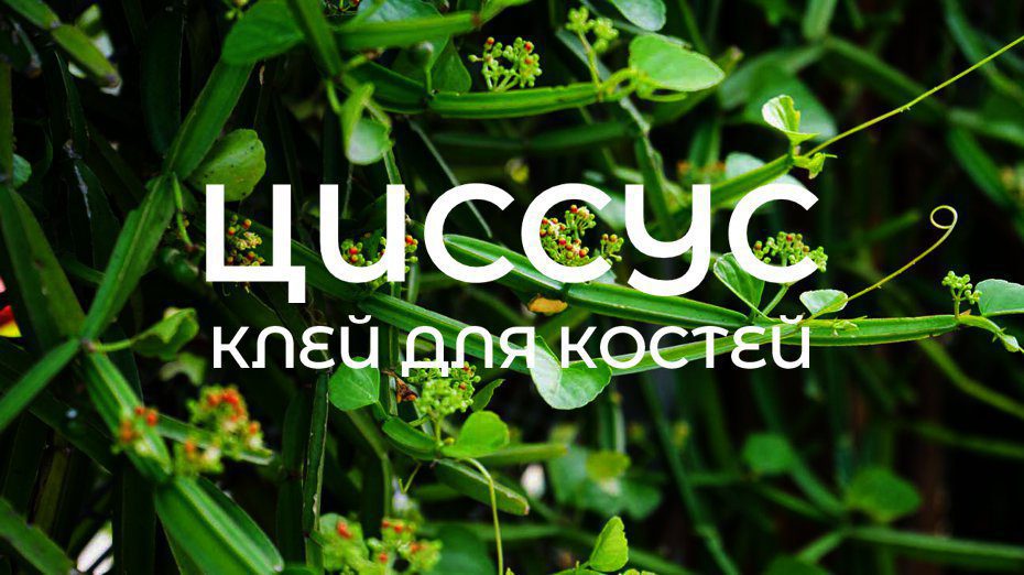 Лакша – идеальное лекарство для костей и зубов