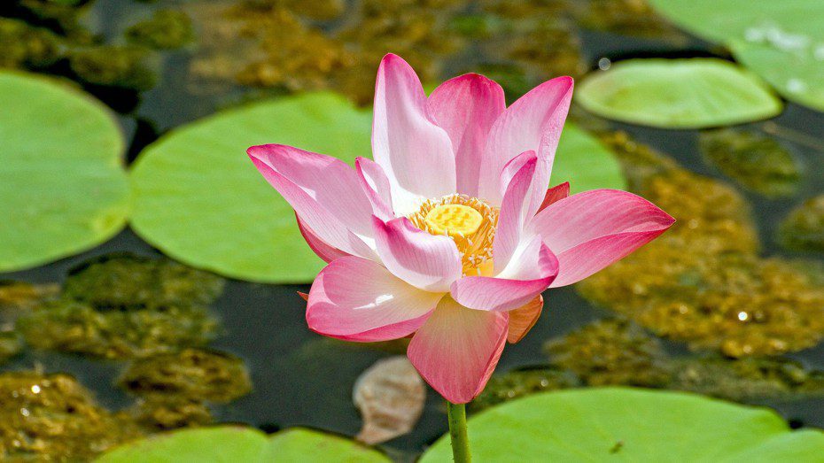 Аюрведа – с чего начать? | ROSA