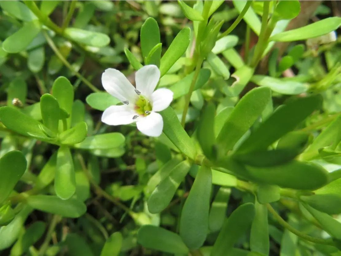 Брахми - спокойный и ясный ум • Магазин ROSA • Блог об аюрведе